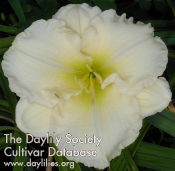 Daylily Silent Poetry